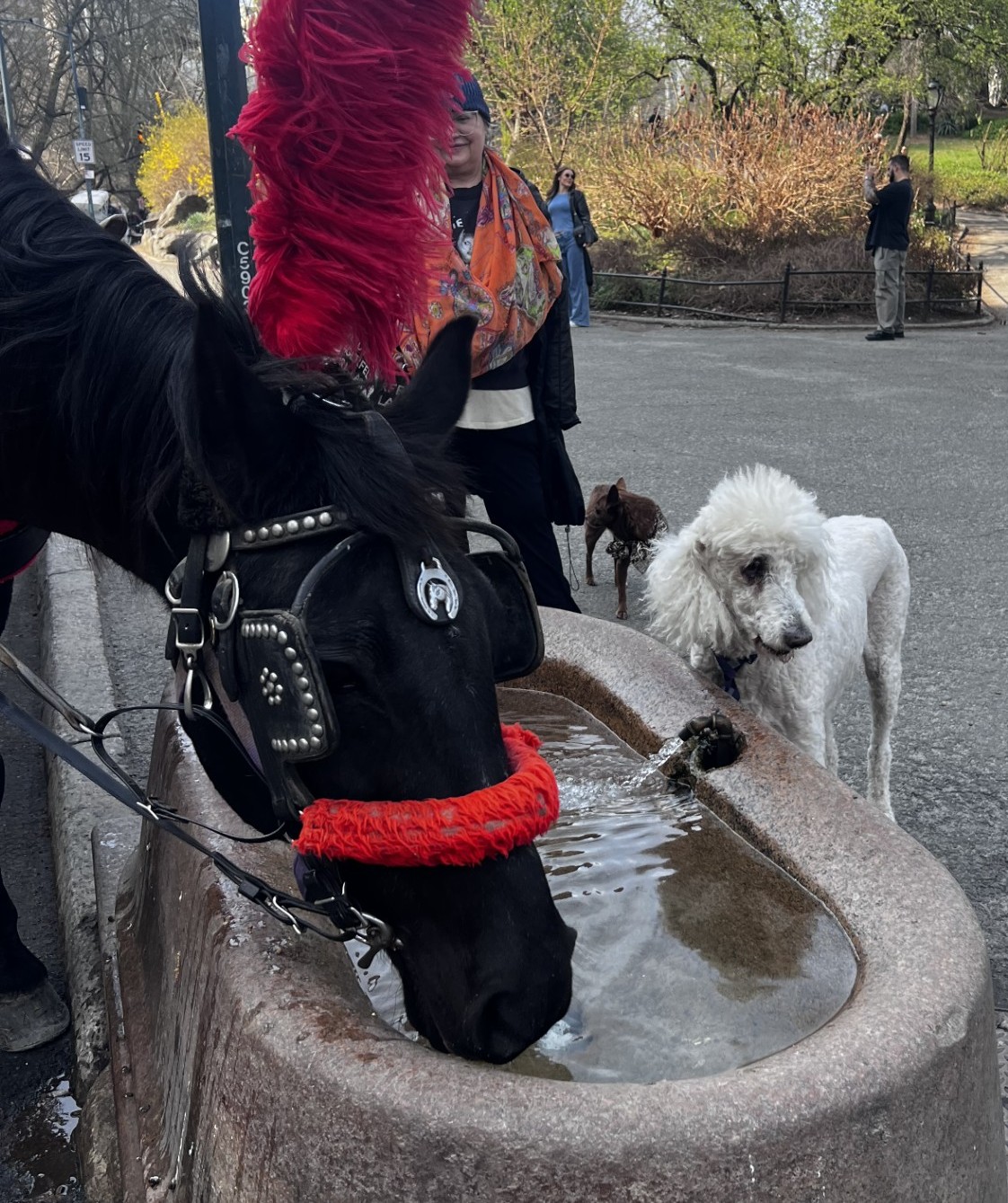 Central Park horse carriage tours NYC